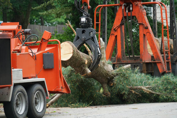 Best Emergency Storm Tree Removal  in Chama, NM